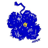 河口第一乌鸦王