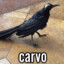carvo