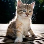 Country Kitten avatar