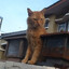Aria O AngeloCat