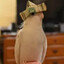 Mr. Birb guy