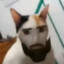 Chad Cat