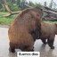 Медвежий Секс