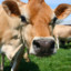 VACA JERSEY