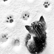 k1sa meow - steam id 76561199025963618