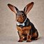 Dobbit