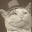 funny cat