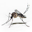 The Humble Mosquito
