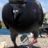 Очко_Голубя