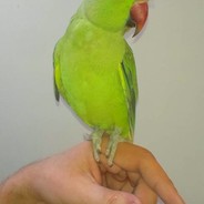 mlekowypasione