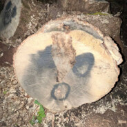 ПОЛЬТО ЧЮШПАН