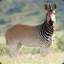 The Quagga