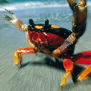 NuclearASSault/Leprosis