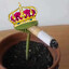 Queen_of_Freak