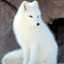 white.fox