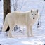 Cpk - The Wolf King