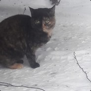Tebnov's Steam avatar