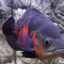 fishy_wet42