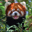 Mr_Redpanda's avatar