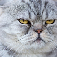 ঔৣ☬✞𝓓𝖔𝖓✞☬