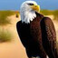 Desert eagle