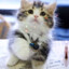 coolcat