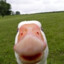 The Anxious Goose