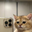 kO_any-