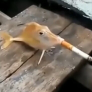RubberNips
