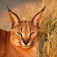 Caracal38