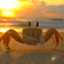 crab
