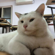 我掉不是拔了卡退了