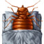 Bed Bug Bonanza