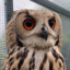 Owlicious_