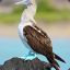 The Blue-footed Booby