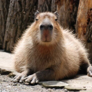 Brother Its_capybara