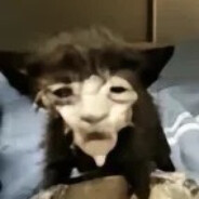 刀哥头上没有草