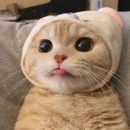 :catcute: