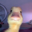 DuccMucc