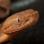 copperhead