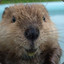 Neat Beaver RustChance.com
