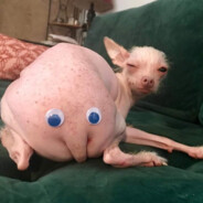 Дикий Бабзунис