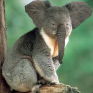 Koalaphant