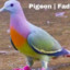 Pigeon Fade