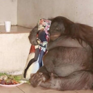 Украинский Бог