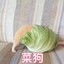 一条大菜狗