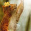 squirrel_worshiper79