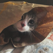 土豆拯救全世界