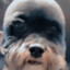 Squeezie Chien