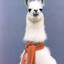 LlamaDrama's avatar
